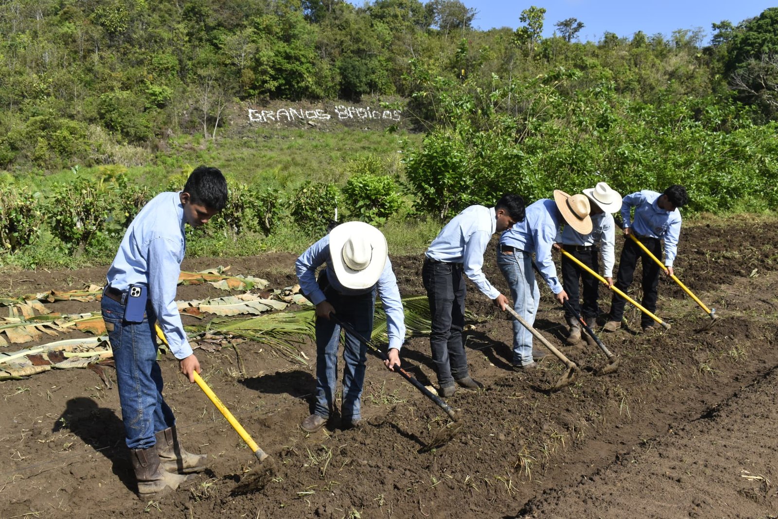 Perito Agrónomo ICAP 1