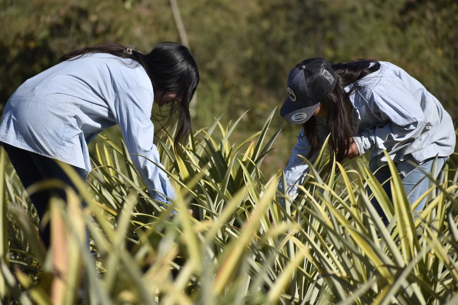 Perito Agrónomo ICAP 7